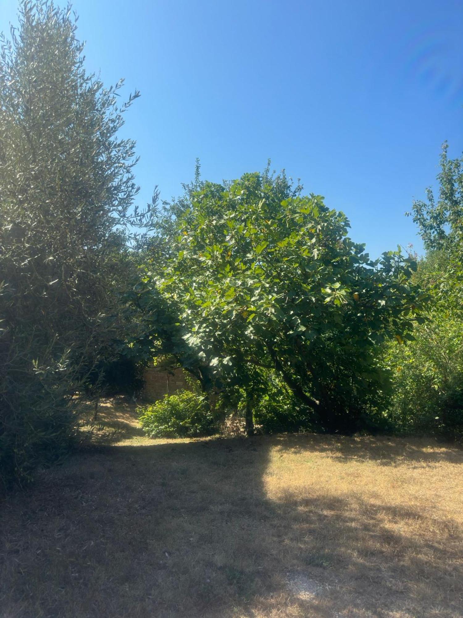פייטרלונגה La Fonte B&B מראה חיצוני תמונה